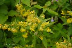 Solidago virga-aurea